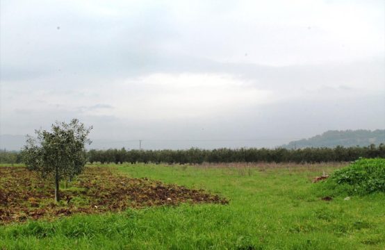 For Sale &#8211; Land 4890 m²