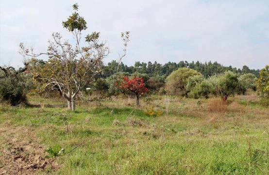 Arsa 4000 m² Kassandra’da (Chalkidiki)