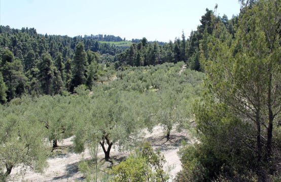 For Sale &#8211; Land 13000 m²