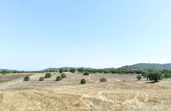 Arsa 6000 m² Kassandra’da (Chalkidiki)