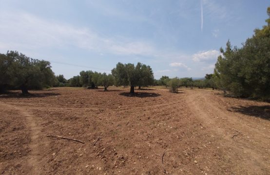 Arsa 12000 m² Sithonia’da (Chalkidiki)